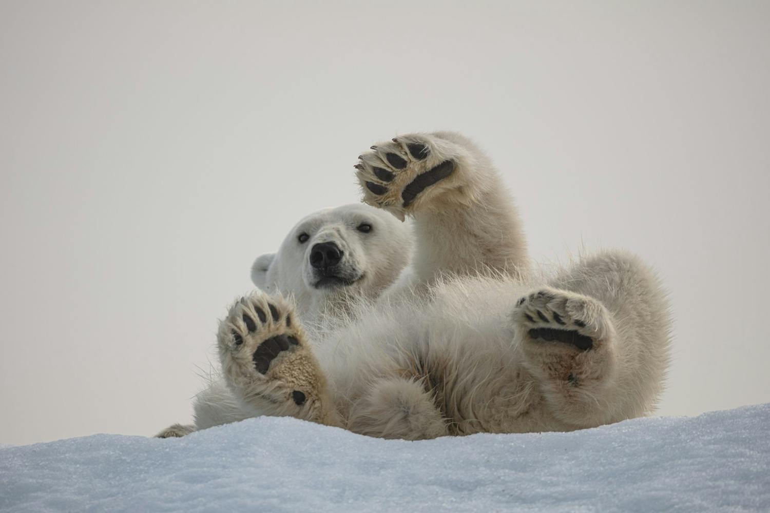 Jääkarhu vilkuttaa tassullaan